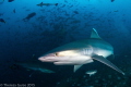   Silvertip sharks Fiji home diverse shark population. We were lucky observe nine species during one day diving. Pictured here are nimble quick so named silver edges their fin tips. population diving tips  